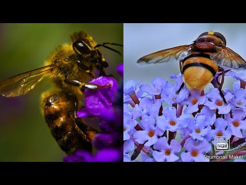 Video: Žutika (69 Fotografija): Kako Izgleda Grm, Lišće I Cvijeće? Opis Biljke. Koristi Se U Pejzažnom Dizajnu