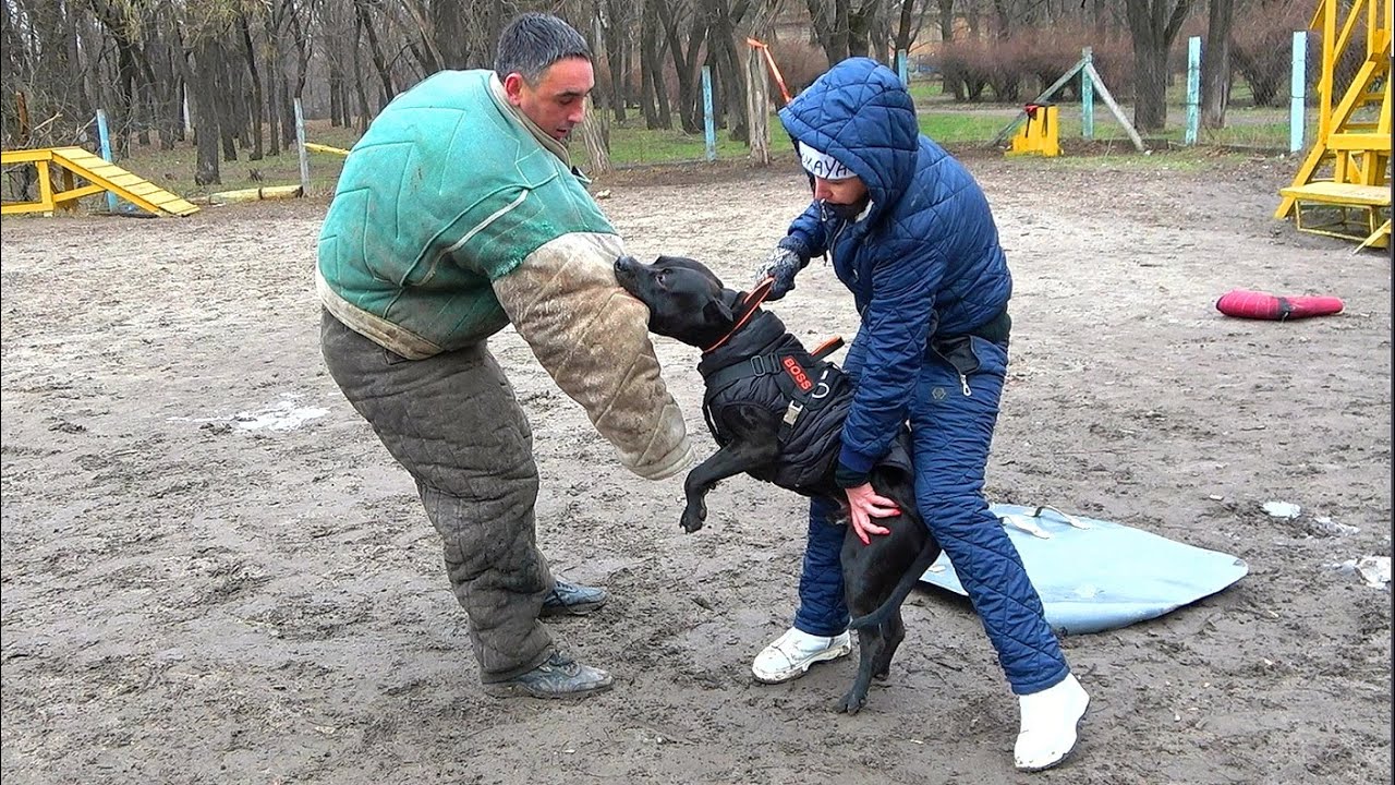 😮The iron jaws of the pit bull firmly gripped the attacker. 