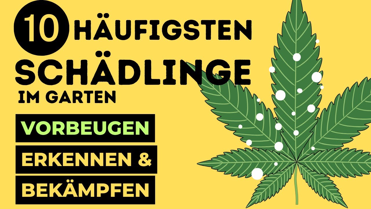 10 häufigsten SCHÄDLINGE beim Cannabis Anbau und wie man sie BEKÄMPFT!🕷🪴