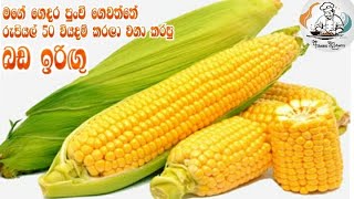 කඩෙන් ගිනි ගනන් දීලා බඩ ඉරිඟු ගන්නෙ නැතුව මේ වගේ තමන්ගේම ගෙවත්තෙ හිටවලා කන්න..? | viral trending