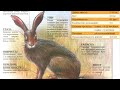 50 фактов о зайцах