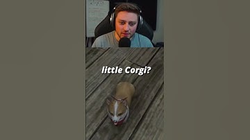 New Player falls in LOVE with Corgi Pet in FFXIV