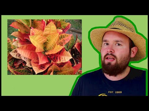 Video: Wie man Croton vermehrt: Stecklinge, Luftauslässe und Samenvermehrung, Regeln und Merkmale der Blumenpflege