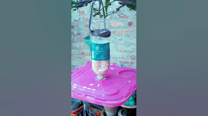 #shorts easy DIY bird feeder used weast metarial #DIY ideas #yt shorts #viral shorts