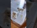 愛犬と中年オヤジのメリーゴーランド #可愛い #犬 #shorts