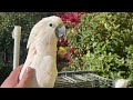 Попугай МАКС слушает рассказ по попугая ЖОРИКА и причесывает КСЮШУ!