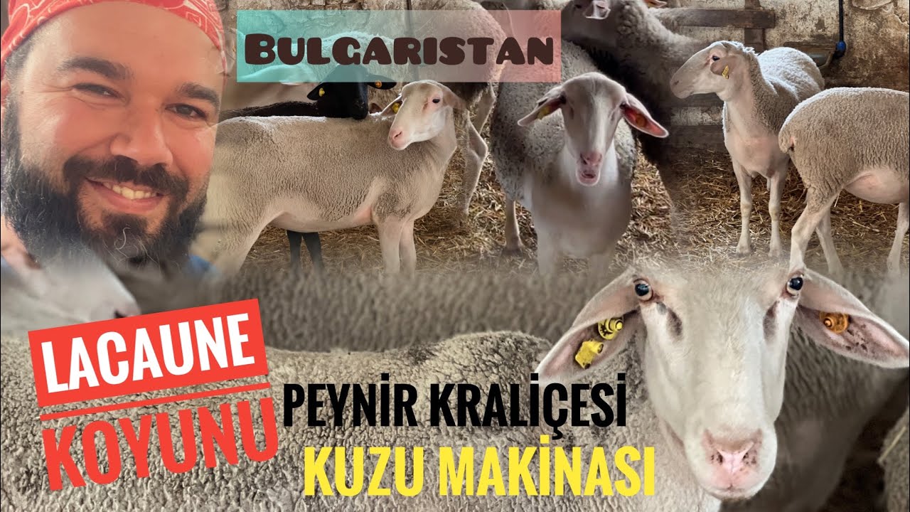 LACAUN KOYUNU ÖZELLİKLERİ | Bakım Besleme