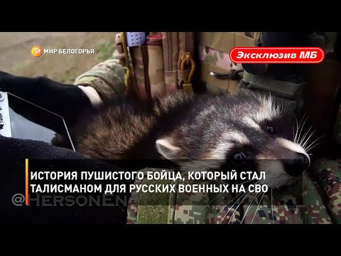 История пушистого бойца, который стал талисманом для русских военных на СВО