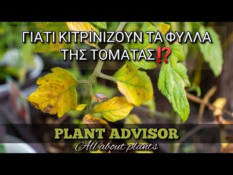 Βίντεο: Λευκό χρώμα φύλλου σε φυτά τομάτας - Τι προκαλεί τα φύλλα λευκής ντομάτας