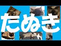 たぬきねこと暮らしたくなる動画