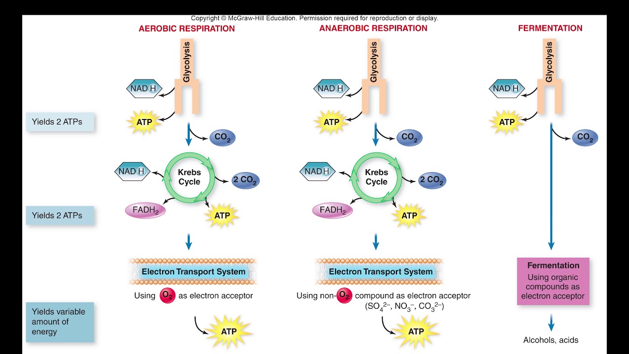 Cellular Respiration Vs Anaerobic Energy Production Vs Fermentation Youtube