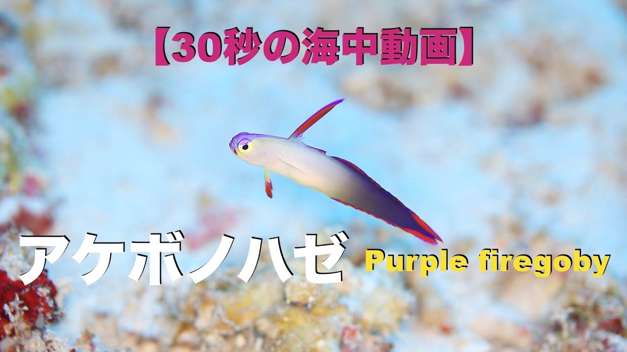 30秒の海中動画 沖縄県 久米島 No 7 妖艶アケボノハゼ Purple Firegoby Kumejima Youtube