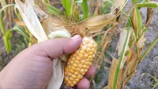Growing Nitrogen Fixing Corn UPDATES! About to harvest...