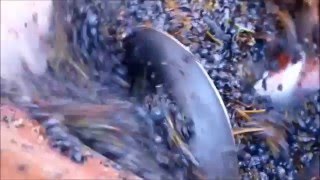 Zber A Spracovanie Hrozna Na Zmodernizovanej Technológii 2015 - Vinárstvo Movino