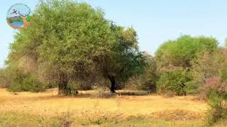 Wildlife of Uzbekistan. Zarafshan National Nature Park. 