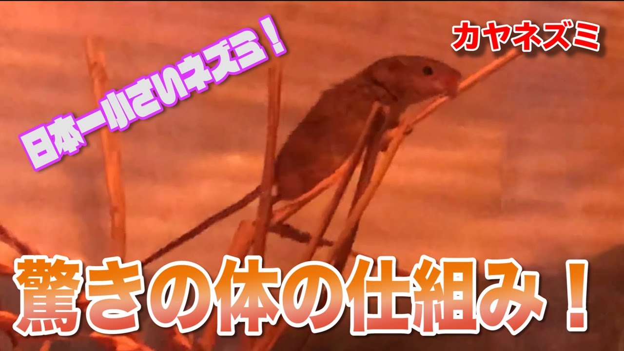 カヤネズミがかわいい食べ方になるのには理由があった Youtube カヤネズミがかわいい食べ方になるのには理由があった Youtube