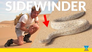 The African Sidewinder Snake Ft. Perengueys Adder