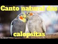 Calopsita cantando - canto natural