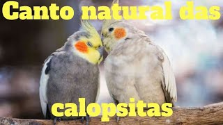 Calopsita cantando  canto natural