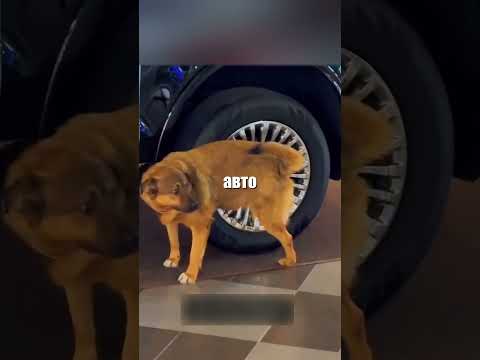 Оценил тачку… как смог 🐶🚙💦