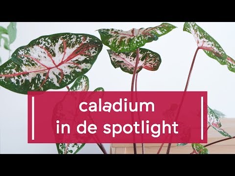 Video: Caladium, Niet Te Verwarren Met Cladium