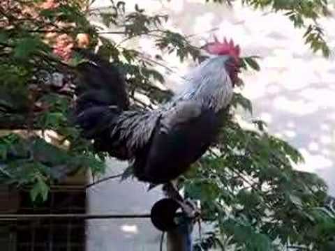 Unduh 630 Gambar Animasi Ayam Berkokok Gratis Unduh 630 Gambar Animasi Ayam Berkokok Gratis