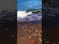 Baby sea turtles come back the sea #seaturtles