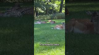 Олени, которые гуляют сами по себе! Уникальный парк в Германии. 🦌