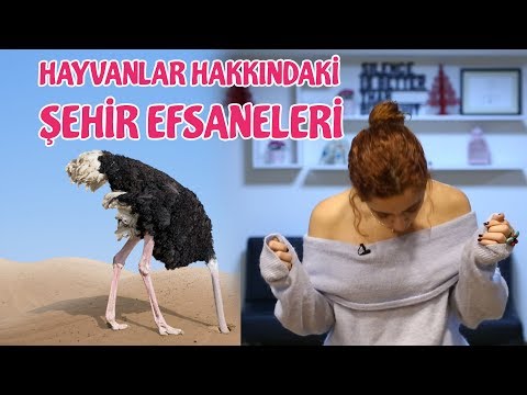 Hayvanlar Hakkındaki Şehir Efsaneleri