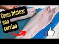 Como filetear un pescado corvina corvina  fishing  fish