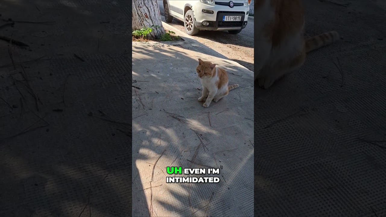 BIG CAT VS Kitten: Stay SAFE from the SWATTER! #shorts