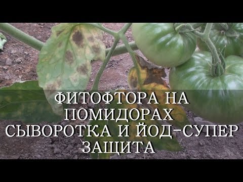 ФИТОФТОРА НА ПОМИДОРАХ СЫВОРОТКА И ЙОД ЗАЩИТА И ПОДКОРМКА