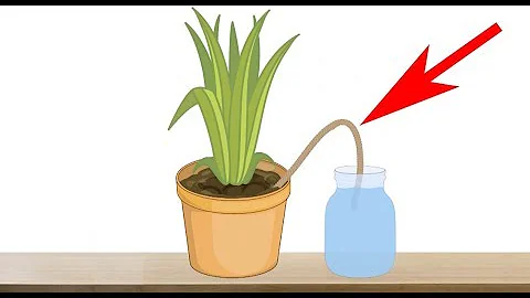 5 Astuces Géniales pour Arroser Vos Plantes Pendant Vos Vacances - Arrosage Automatique des Plantes d'Intérieur