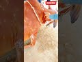 Cow ko Injection Lagane ka Tarika | How to Inject a Cow (Subcutaneous & Intramuscular)#veterinary