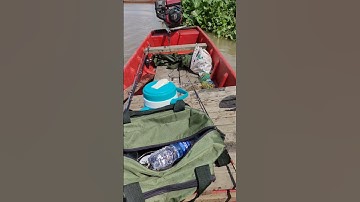 Mồi Câu Cá Basa Cực Nhạy #shorts