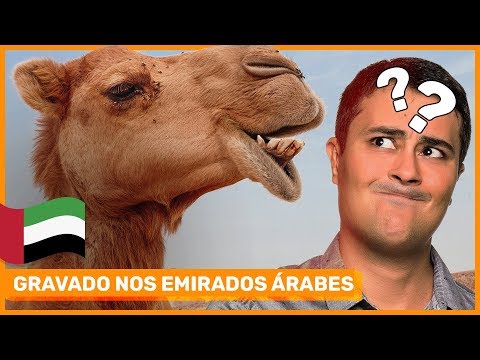 Vídeo: Como Os Animais Se Adaptaram à Vida No Deserto