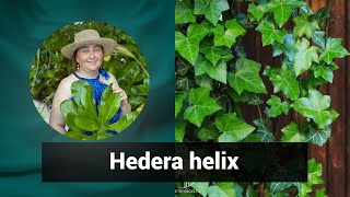 Разбор препарата ХЕДЕРА ГЕЛИКС HEDERA HELIX  | Гомеопатия и здоровье