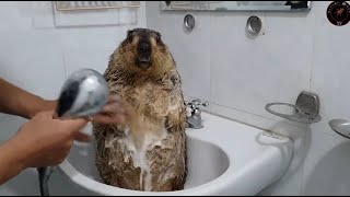 Marmota bañándose durante 10 horas