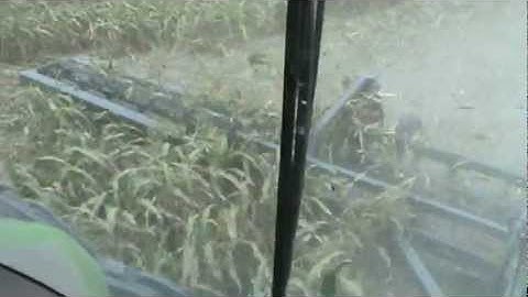 Cab View Custom Cutter Milo stalks