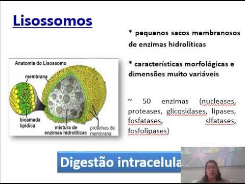 Vídeo: Qual é a aparência de um lisossoma?