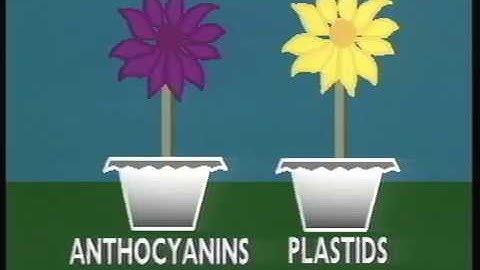 Why and How | Part 02