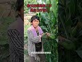 Douyin's Gameplay Expert Partner Program Joins Fireman in Corn Heist