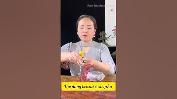 Tạo dáng bonsai ghép tiểu cảnh