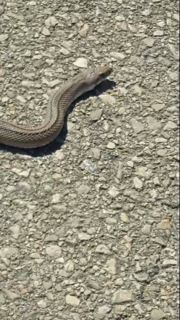 Precioso Ejemplar De Serpiente De Escalera naturaleza YouTube precioso-ejemplar-de-serpiente-de-escalera-naturaleza-youtube