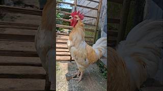 Suara Alarm Ayam Jantan Berkokok alarm chicken voice