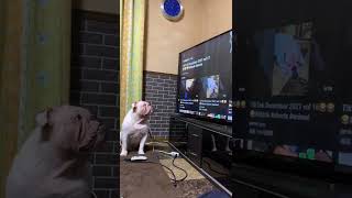 TikTok January 2022 vol 838#tiktok #shorts #animal #bulldog #jambo