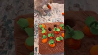 Carrot Snuffle Mat for dogs