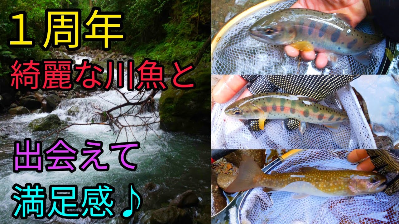 １周年 綺麗な川魚と出会えて満足感 Youtube