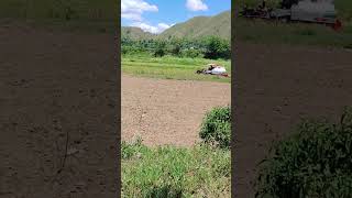 Harvest ng rice #rowenaacostavlog #shortvideo #automobile #harvest