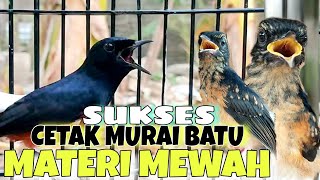 Cara Mencetak Murai Batu Trotol Sdanai Juara Dijamin Fighter Materi Mewah Juara